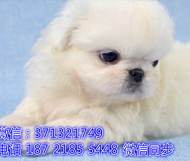 特价 京巴犬出售纯种幼犬 专业繁殖专业发货 可上门看资