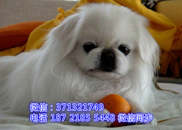 特价 京巴犬出售纯种幼犬 专业繁殖专业发货 