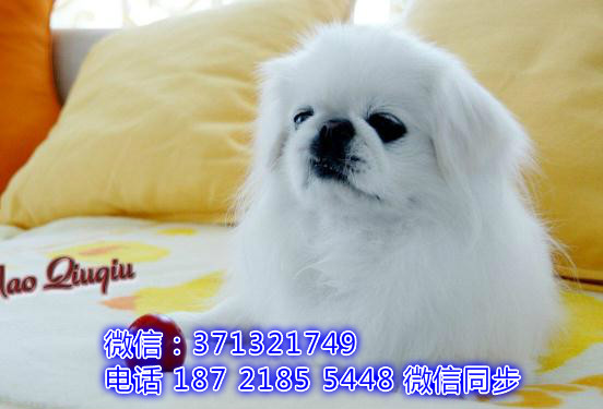 特价 京巴犬出售纯种幼犬 专业繁殖专业发货 可上门看泵