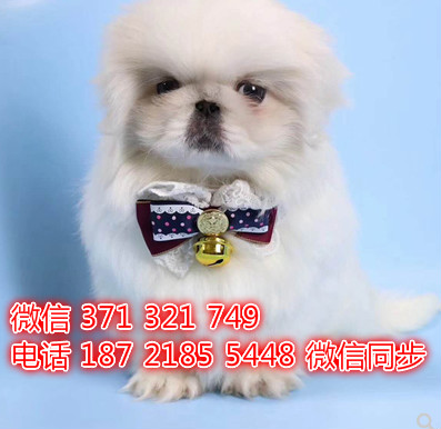 宠物市场 哪里有宠物京巴，精品小型中型大型犬