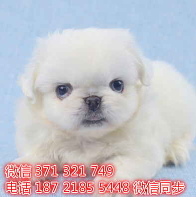 京巴犬宠物买卖 宠物市场 宠物狗狗图片宠物网 玖