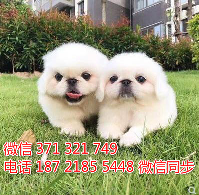 京巴犬出售 宠物狗狗  宠物市场 狗狗图片 买卖狗狗材
