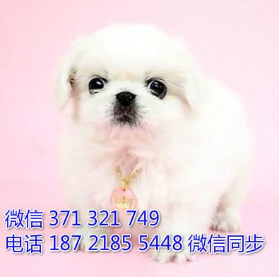 京巴犬出售 宠物狗狗 宠物犬舍 宠物市场 狗狗