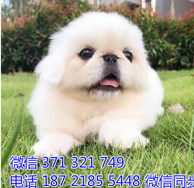 京巴犬宠物买卖 宠物市场 宠物狗狗图片宠物网人