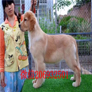 合肥出售纯种金毛/合肥家养金毛/合肥猎犬金毛/包健康