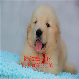 福州出售纯种纯种金毛幼犬金毛犬舍英系金毛