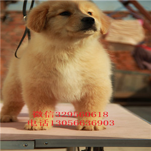 九江金毛幼犬纯种金毛幼犬金毛图片美系金毛