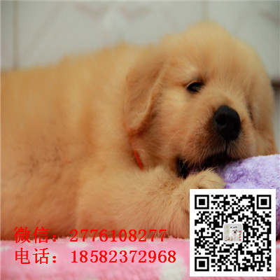 咸宁哪里有卖金毛犬 纯种金毛多少钱 带证书 