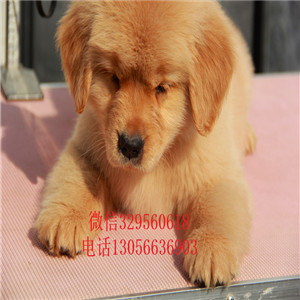 新余出售纯种赛级金毛幼犬金毛多少钱英系金毛