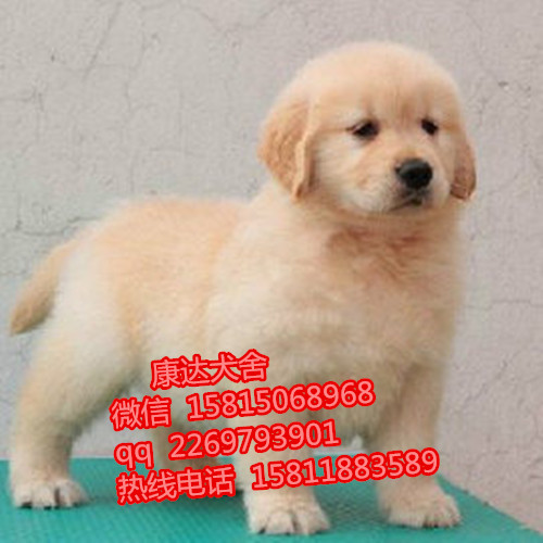 深圳有没有养狗基地 深圳哪里买纯种金毛