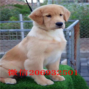 厦门出售纯种金毛犬  签订一年活体协议 完美售后