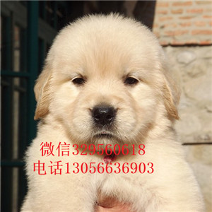 辽阳金毛幼犬带证书的金毛金毛图片包纯种健康
