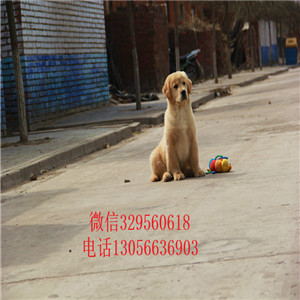 岳阳出售纯种赛级金毛幼犬金毛犬舍包纯种健康