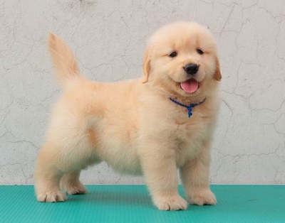 宽嘴大头大骨量金毛包活带证书