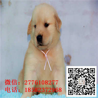 郴州哪里有卖金毛犬 纯种金毛多少钱 带证书 金毛长多大 金毛幼犬繁殖价格