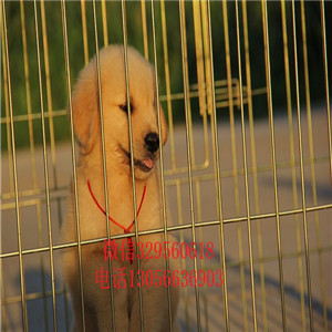 合肥金毛幼犬高品质精品金毛金毛价格包纯种健