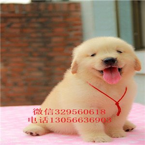 济源哪里有卖高品质精品金毛金毛犬舍美系金毛