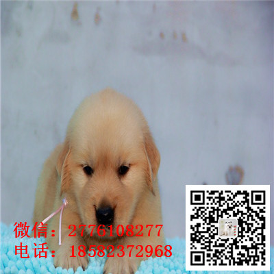 郴州哪里有卖金毛犬 纯种金毛多少钱 带证书 金毛长多大 金毛幼犬繁殖价格