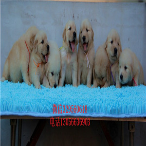 彭水出售纯种双血统金毛金毛多少钱美系金毛