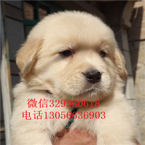 辽阳金毛幼犬带证书的金毛金毛图片包纯种健康