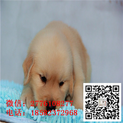 襄樊哪里有卖金毛犬 纯种金毛多少钱 带证书 