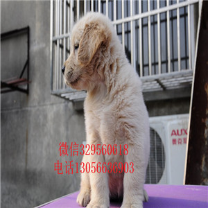 东营哪里有卖高品质精品金毛金毛价格美系金毛
