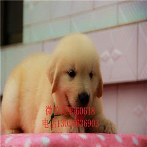 铜陵金毛幼犬带证书的金毛金毛多少钱美系金毛