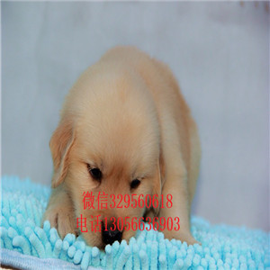 永川出售纯种高品质精品金毛金毛基地英系金毛