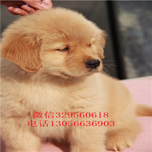 新余出售纯种赛级金毛幼犬金毛多少钱英系金毛