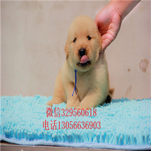 福州出售纯种纯种金毛幼犬金毛犬舍英系金毛