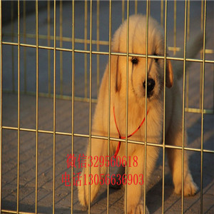 蚌埠哪里能买到双血统金毛金毛犬舍疫苗齐全