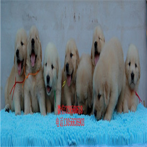 彭水出售纯种双血统金毛金毛多少钱美系金毛