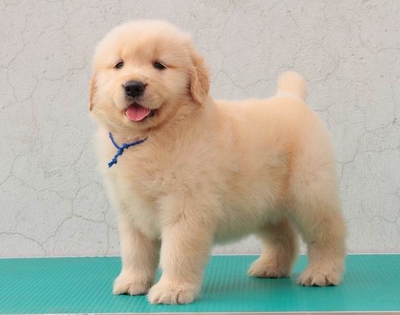 宽嘴大头大骨量金毛包活带证书