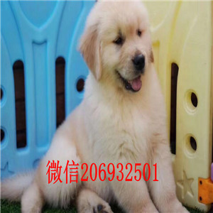 福州纯种精品金毛 纯种赛级黄金拾猎犬幼犬品相极好