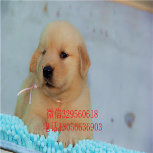 永川出售纯种高品质精品金毛金毛基地英系金毛