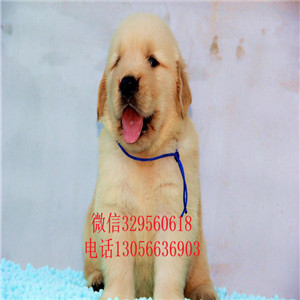 福州出售纯种纯种金毛幼犬金毛犬舍英系金毛