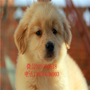 沈阳金毛幼犬高品质精品金毛金毛图片枫叶红金毛