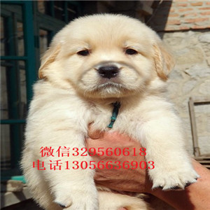 辽阳金毛幼犬带证书的金毛金毛图片包纯种健康