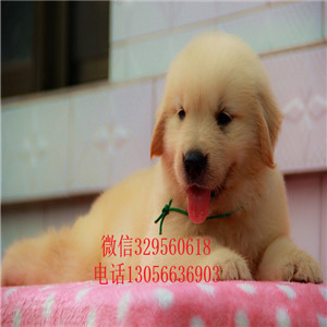 铜陵金毛幼犬带证书的金毛金毛多少钱美系金毛