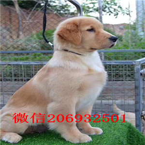 福州纯种精品金毛 纯种赛级黄金拾猎犬幼犬品