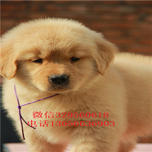 新余出售纯种赛级金毛幼犬金毛多少钱英系金毛