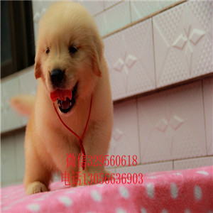 彭水出售纯种双血统金毛金毛多少钱美系金毛