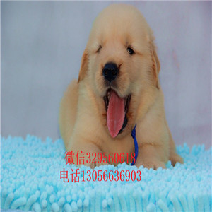福州出售纯种纯种金毛幼犬金毛犬舍英系金毛