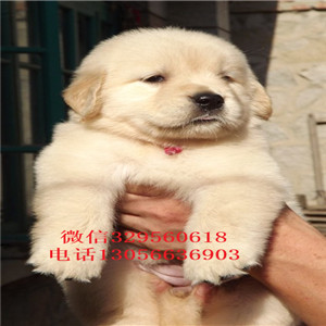 辽阳金毛幼犬带证书的金毛金毛图片包纯种健康