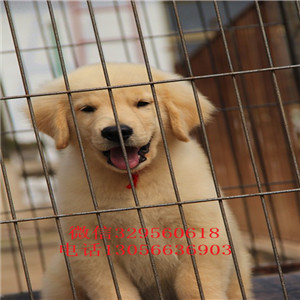 朝阳出售纯种双血统金毛金毛犬舍美系金毛