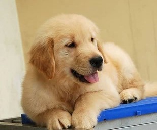 宽嘴大头大骨量金毛包活带证书