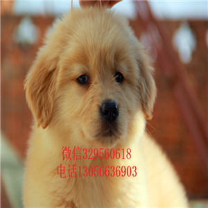 沈阳金毛幼犬高品质精品金毛金毛图片枫叶红金毛