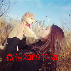 福州纯种精品金毛 纯种赛级黄金拾猎犬幼犬品相极好