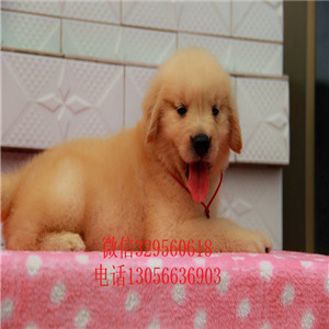 铜陵金毛幼犬带证书的金毛金毛多少钱美系金毛