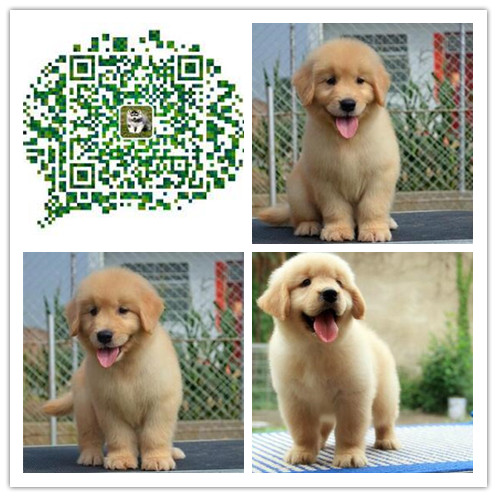 厦门哪里有卖金毛幼犬 厦门哪里出售金毛犬 厦